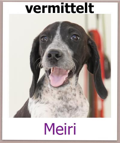 Meiri Tierschutz Zypern Hund prof