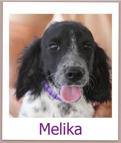 Melika Tierschutz Zypern Hund prof