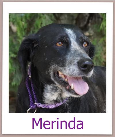 Merinda Tierschutz Zypern Hund prof