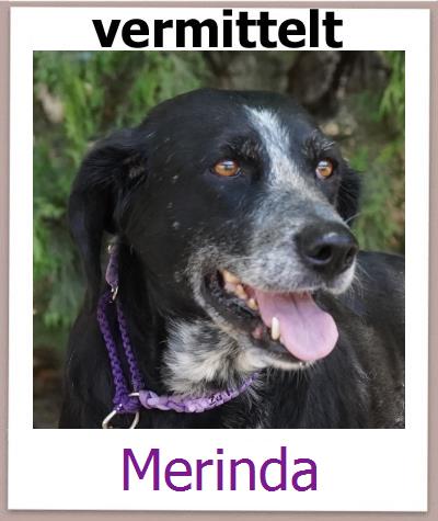 Merinda Tierschutz Zypern Hund prof