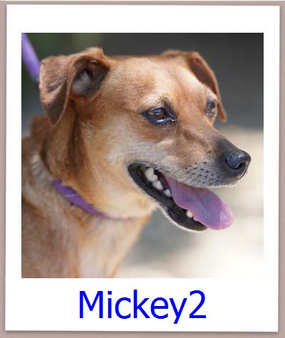 Mickey2 Tierschutz Zypern Hund prof