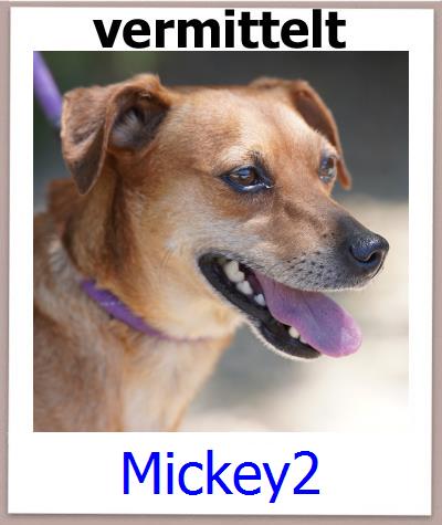Mickey2 Tierschutz Zypern Hund prof