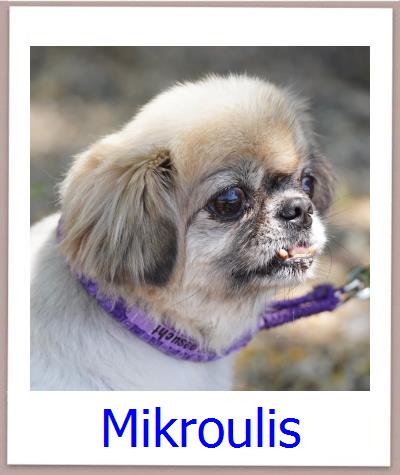 Mikroulis Tierschutz Zypern Hund prof