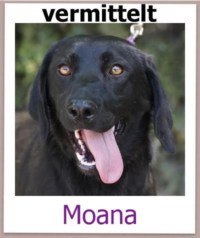 Moana Tierschutz Zypern Hund prof