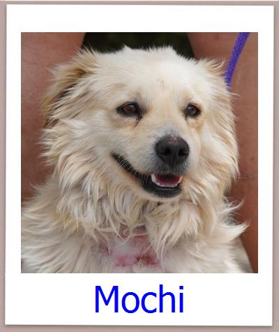 Mochi Tierschutz Zypern Hund prof