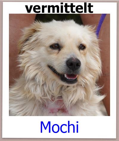 Mochi Tierschutz Zypern Hund prof
