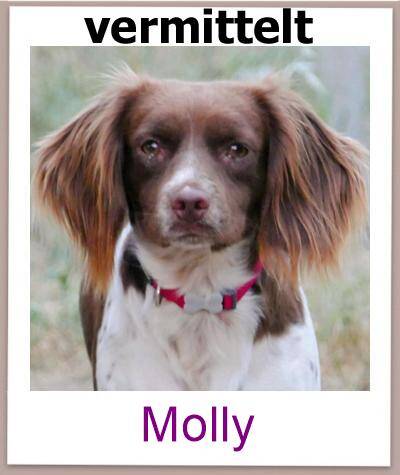 Molly Tierschutz Zypern Hund prof