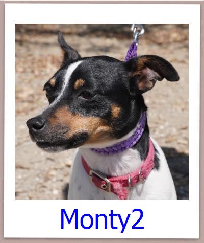 Monty2 Tierschutz Zypern Hund prof