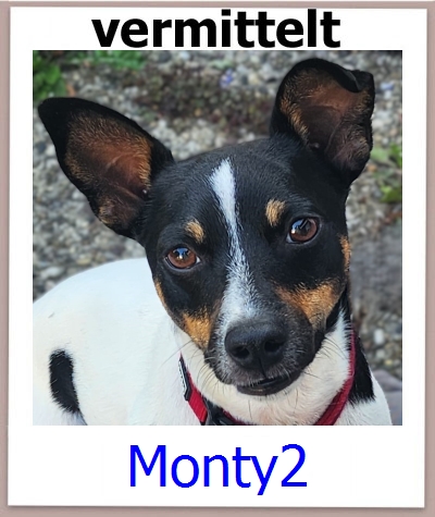 Monty2 Tierschutz Zypern Hund prof