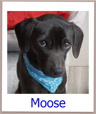 Moose Tierschutz Zypern Hund prof