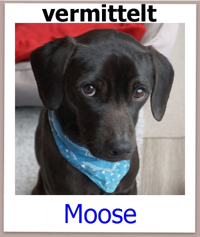Moose Tierschutz Zypern Hund prof
