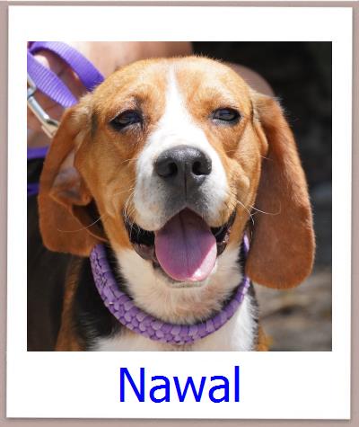 Nawal Tierschutz Zypern Hund prof