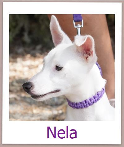 Nela Tierschutz Zypern Hund prof