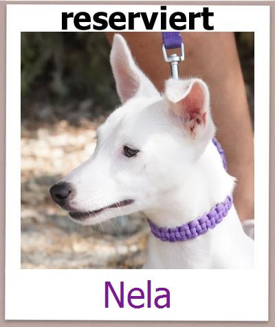 Nela Tierschutz Zypern Hund prof