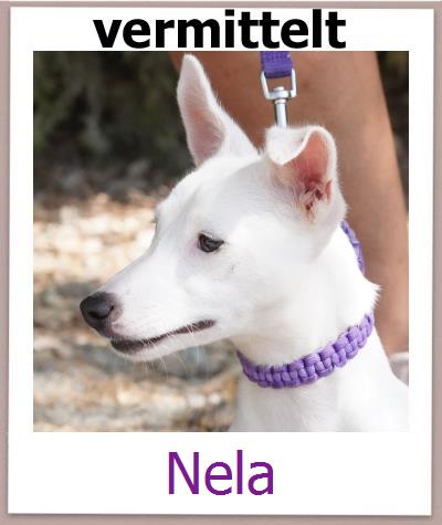 Nela Tierschutz Zypern Hund prof