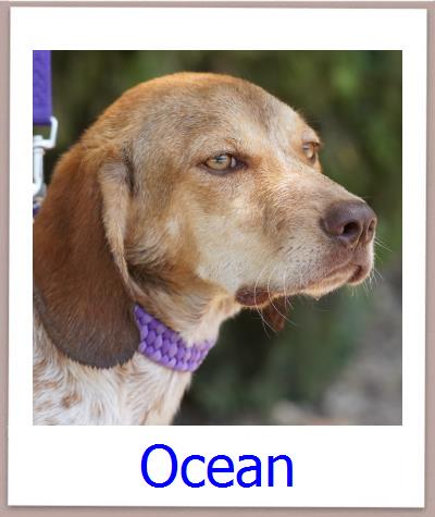 Ocean Tierschutz Zypern Hund prof