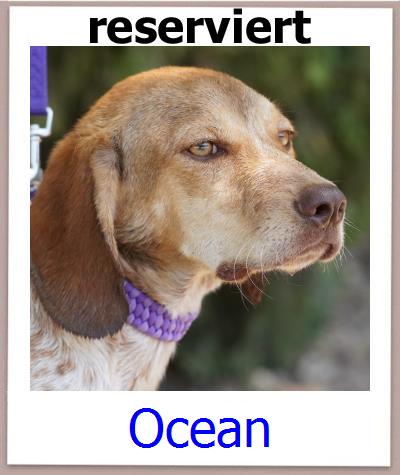 Ocean Tierschutz Zypern Hund prof