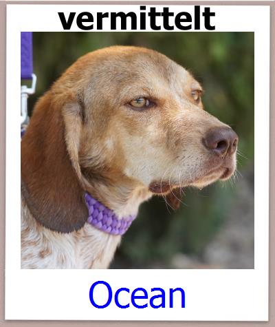 Ocean Tierschutz Zypern Hund prof