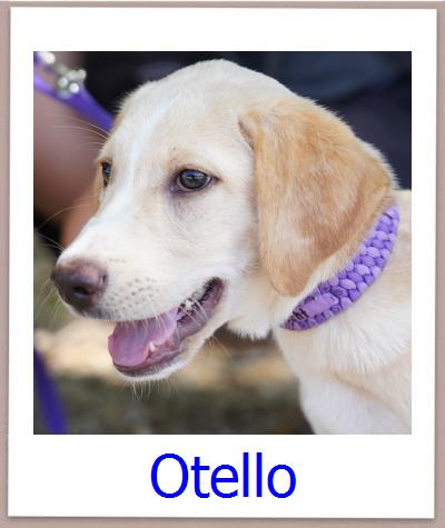 Otello Tierschutz Zypern Hund prof