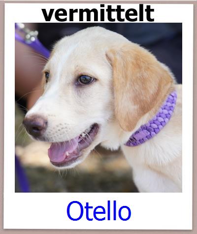 Otello Tierschutz Zypern Hund prof