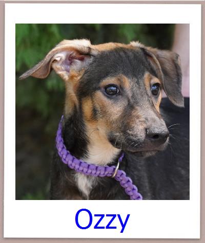 Ozzy Tierschutz Zypern Hund prof