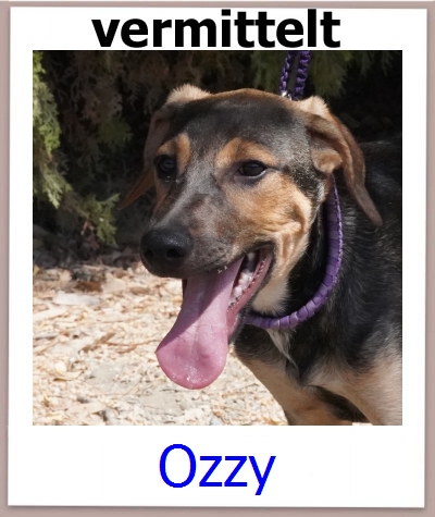 Ozzy Tierschutz Zypern Hund prof
