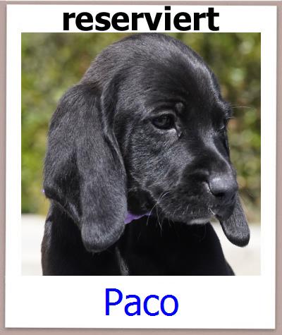 Paco Tierschutz Zypern Hund prof