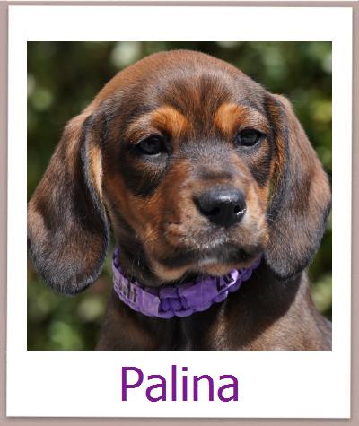 Palina Tierschutz Zypern Hund prof