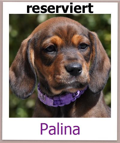 Palina Tierschutz Zypern Hund prof