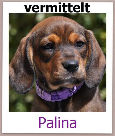 Palina Tierschutz Zypern Hund prof