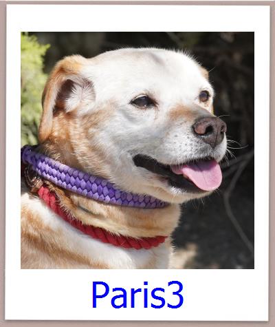 Paris3 Tierschutz Zypern Hund prof