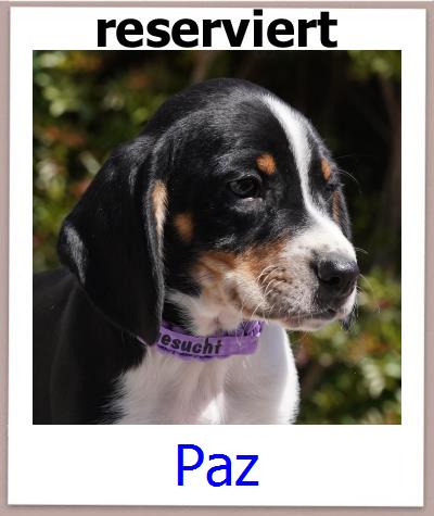 Paz Tierschutz Zypern Hund prof