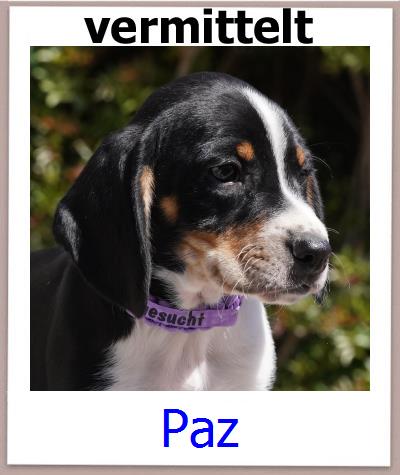 Paz Tierschutz Zypern Hund prof