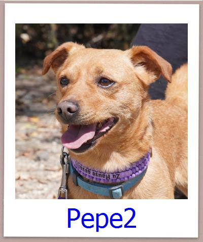 Pepe2 Tierschutz Zypern Hund prof