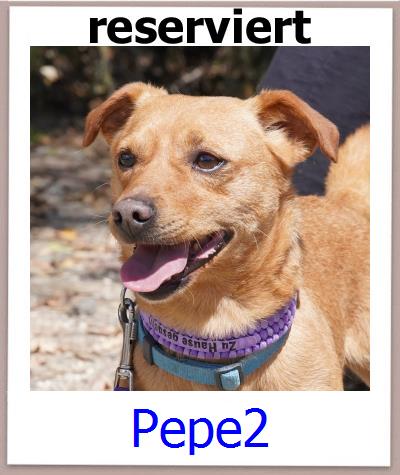 Pepe2 Tierschutz Zypern Hund prof