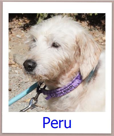 Peru Tierschutz Zypern Hund prof