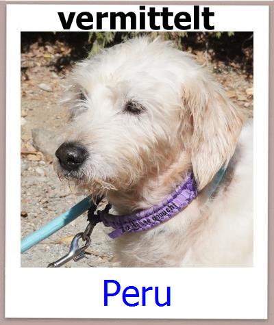 Peru Tierschutz Zypern Hund prof