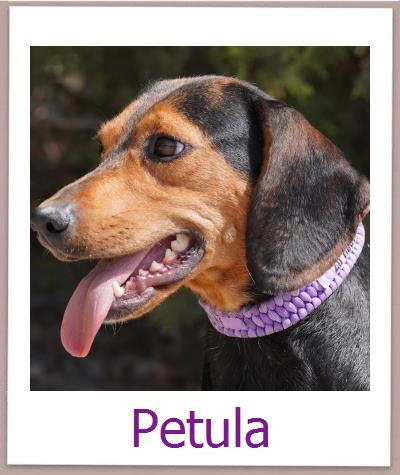 Petula Tierschutz Zypern Hund prof