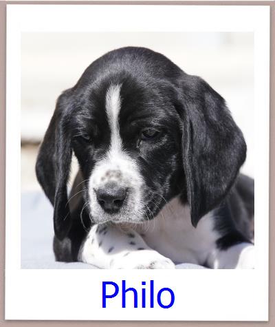 Leia2 Tierschutz Zypern Hund prof