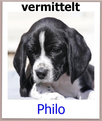 Philo Tierschutz Zypern Hund prof