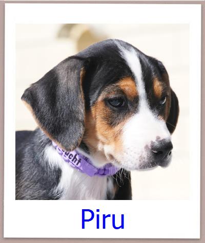 Piru Tierschutz Zypern Hund prof