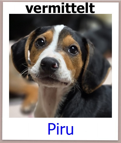 Piru Tierschutz Zypern Hund prof