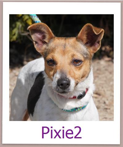 Pixie2 Tierschutz Zypern Hund prof