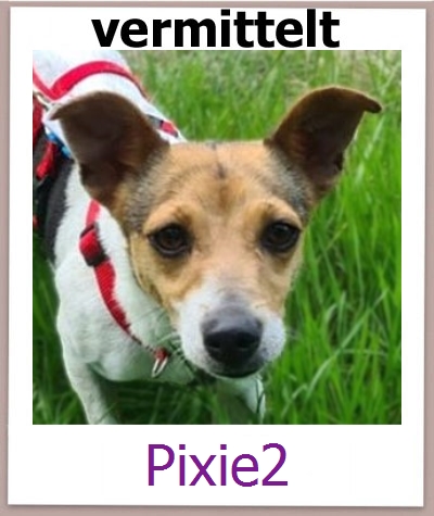 Pixie2 Tierschutz Zypern Hund prof