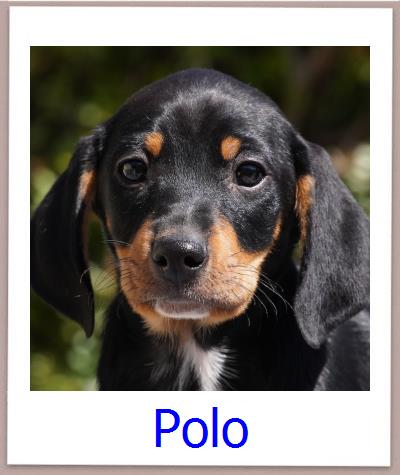 Polo Tierschutz Zypern Hund prof