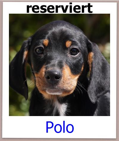 Polo Tierschutz Zypern Hund prof