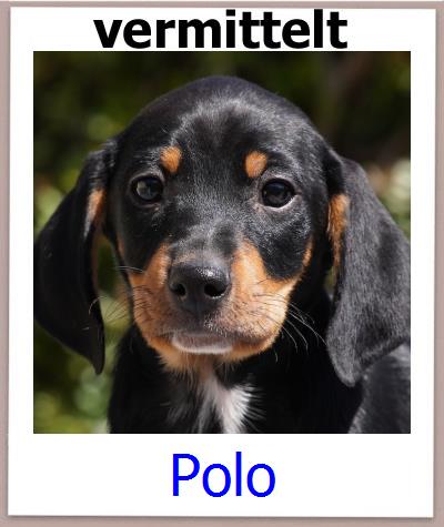 Polo Tierschutz Zypern Hund prof