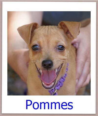 Pommes Tierschutz Zypern Hund prof