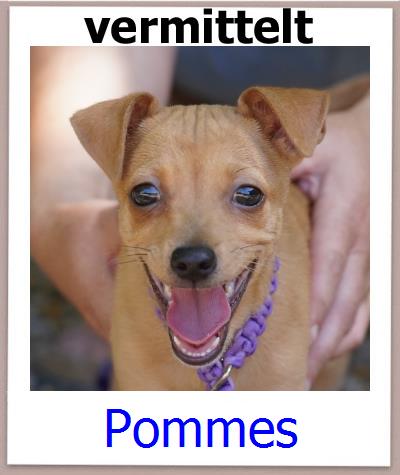 Pommes Tierschutz Zypern Hund prof