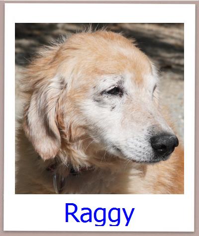 Raggy Tierschutz Zypern Hund prof